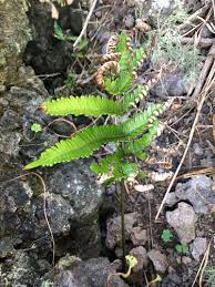 Pteris khasyana